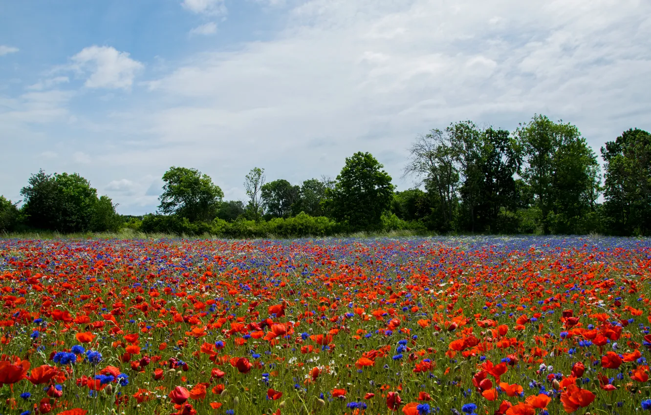 Photo wallpaper field, summer, Maki, Sweden, cornflowers, Kalmar, Farjestaden