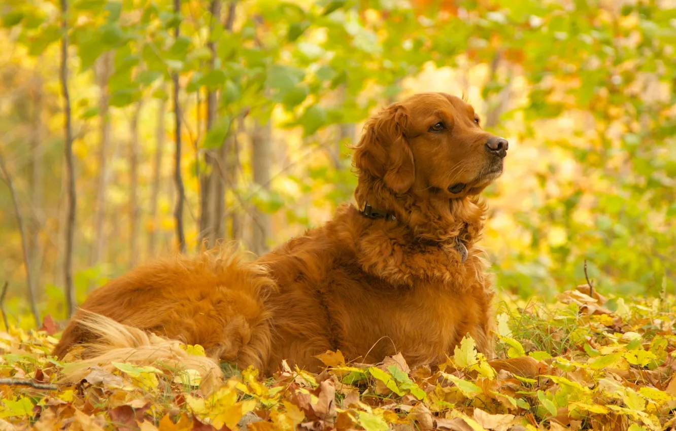 Photo wallpaper autumn, foliage, dog, lies, Retriever