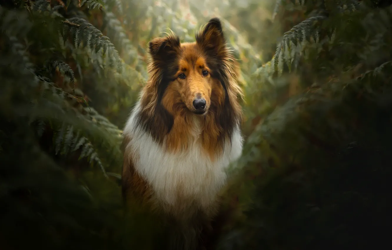 Photo wallpaper leaves, the dark background, thickets, portrait, dog, fern, collie