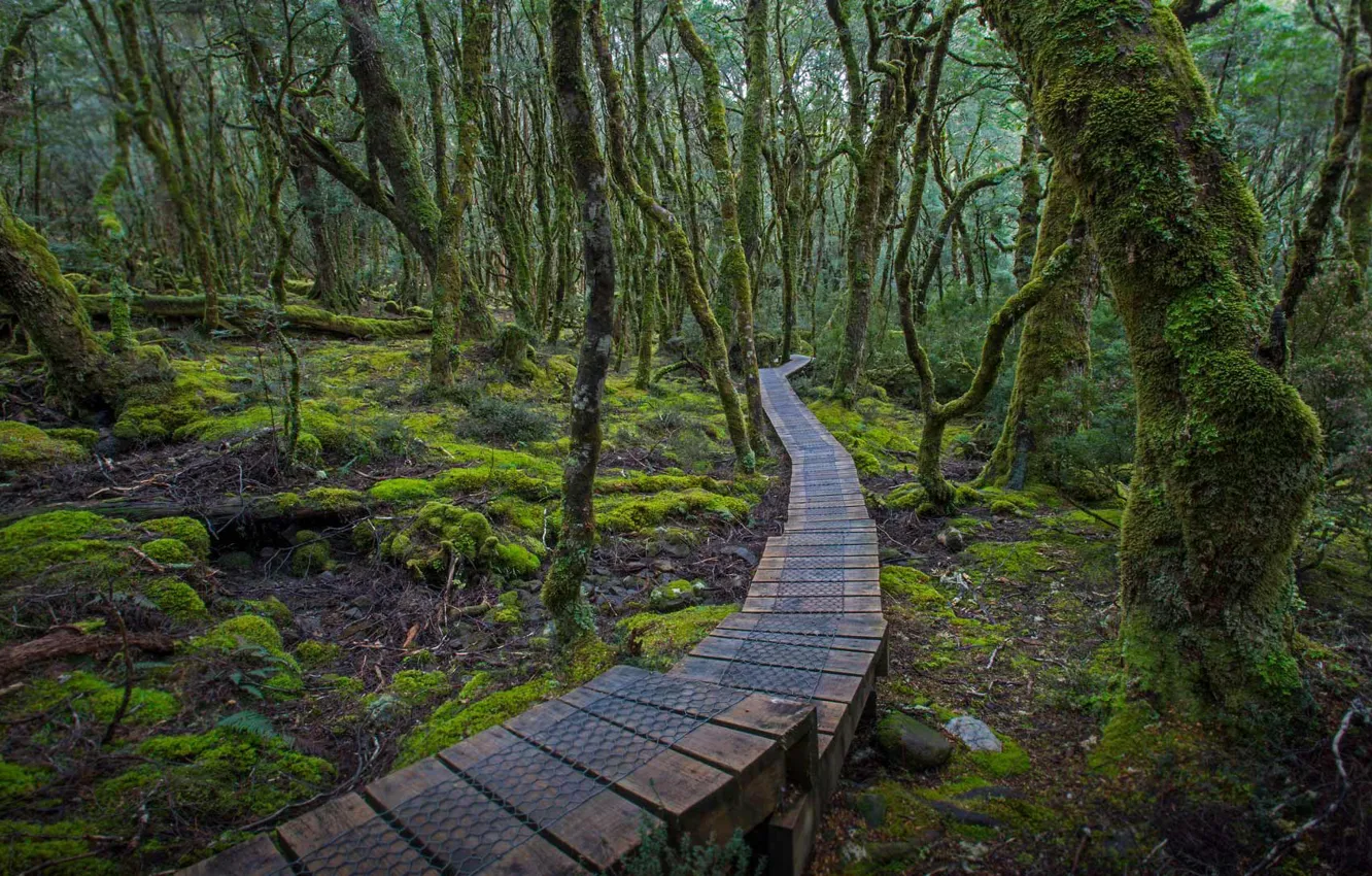 Photo wallpaper forest, trees, trail, Australia, flooring, Tasmania, Lake St Clair, Cradle Mountain