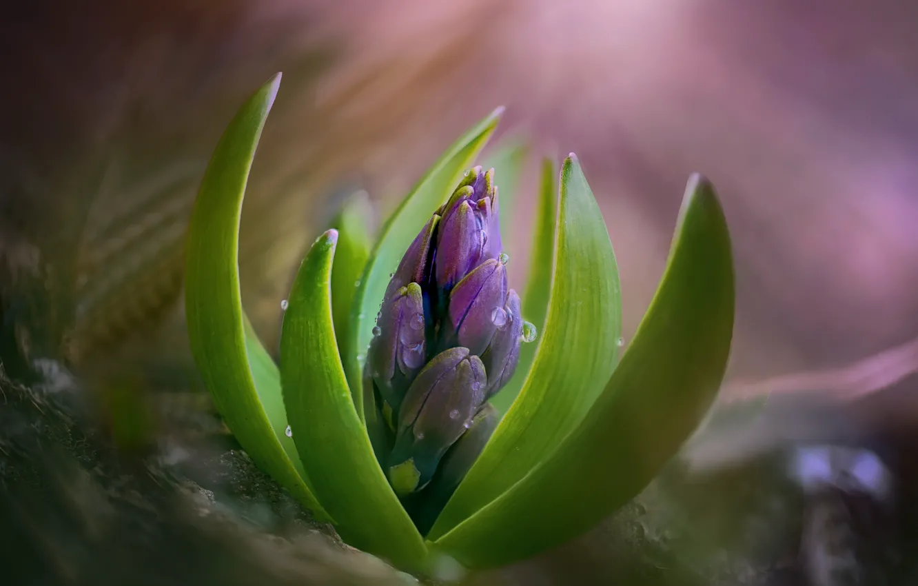 Photo wallpaper flowers, nature, spring