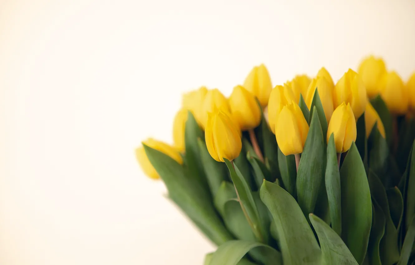 Photo wallpaper flowers, bouquet, yellow, tulips, light background