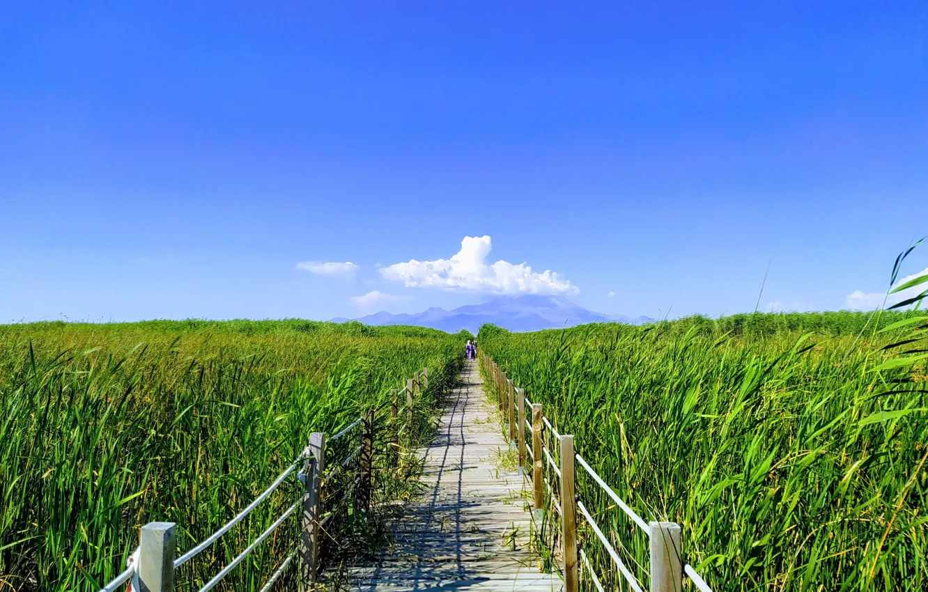 Photo wallpaper Turkey, reeds, kayseri