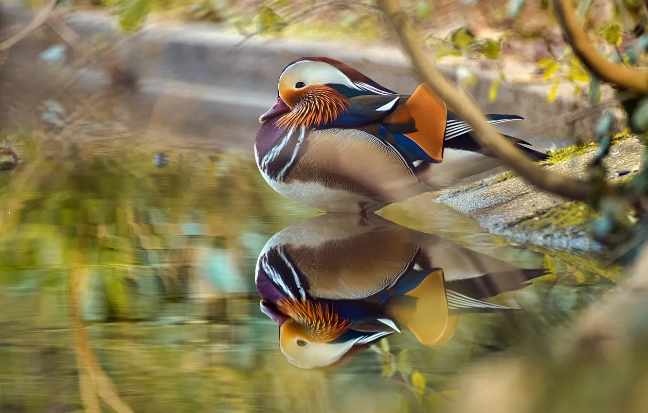 Photo wallpaper branches, reflection, duck, pond, bokeh, tangerine