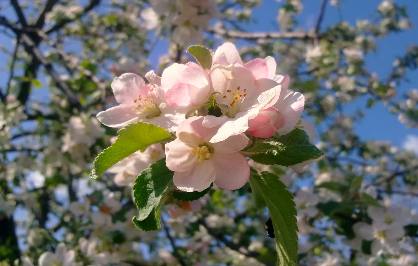 Photo wallpaper spring, may, flowering