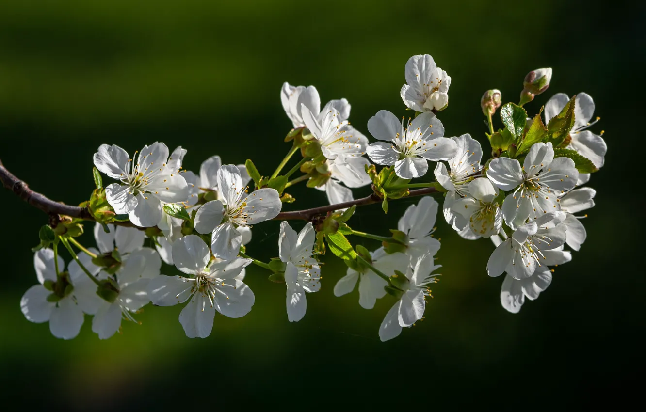 Photo wallpaper branches, cherry, nature, flowering