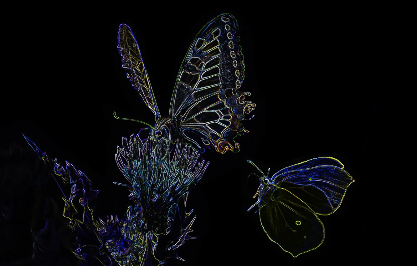 Photo wallpaper lights, butterfly, silhouette, moth