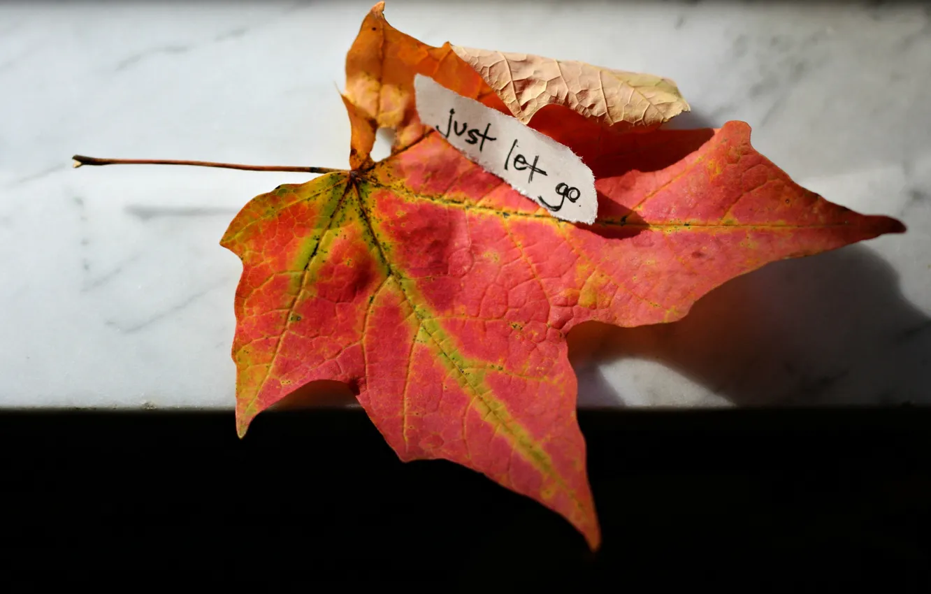 Photo wallpaper leaves, text, the inscription, leaf, note, maple