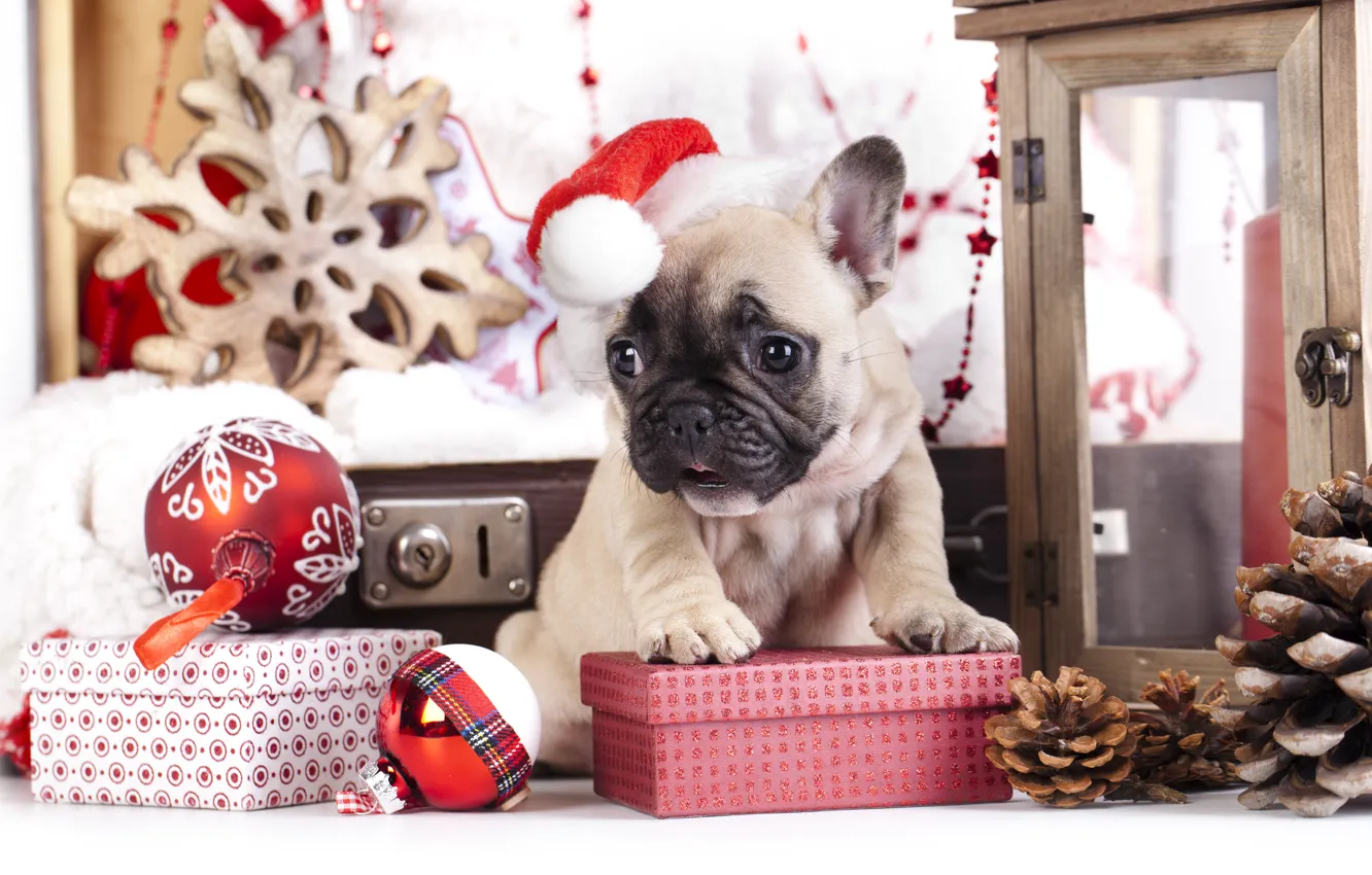 Photo wallpaper balls, toys, dog, gifts, puppy, bumps, cap, French bulldog