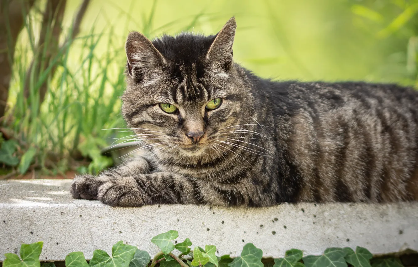 Photo wallpaper cat, cat, grey, lies, striped, ivy
