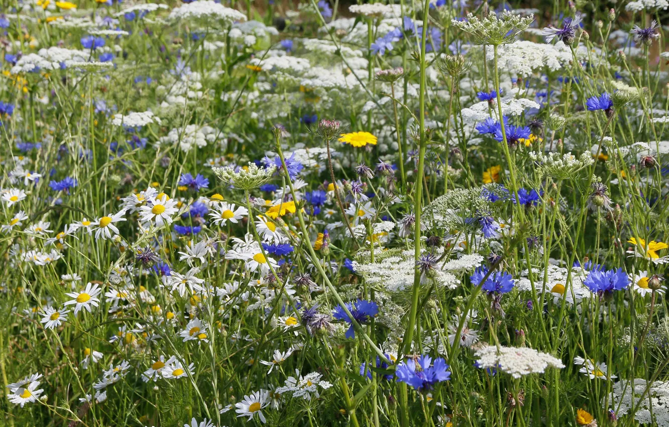 Photo wallpaper summer, meadow, wildflowers, cornflowers