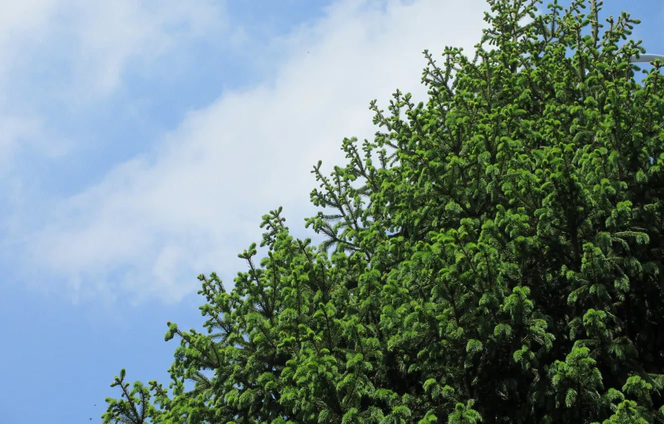 Photo wallpaper the sky, tree, the top, spring 2018, Meduzanol ©