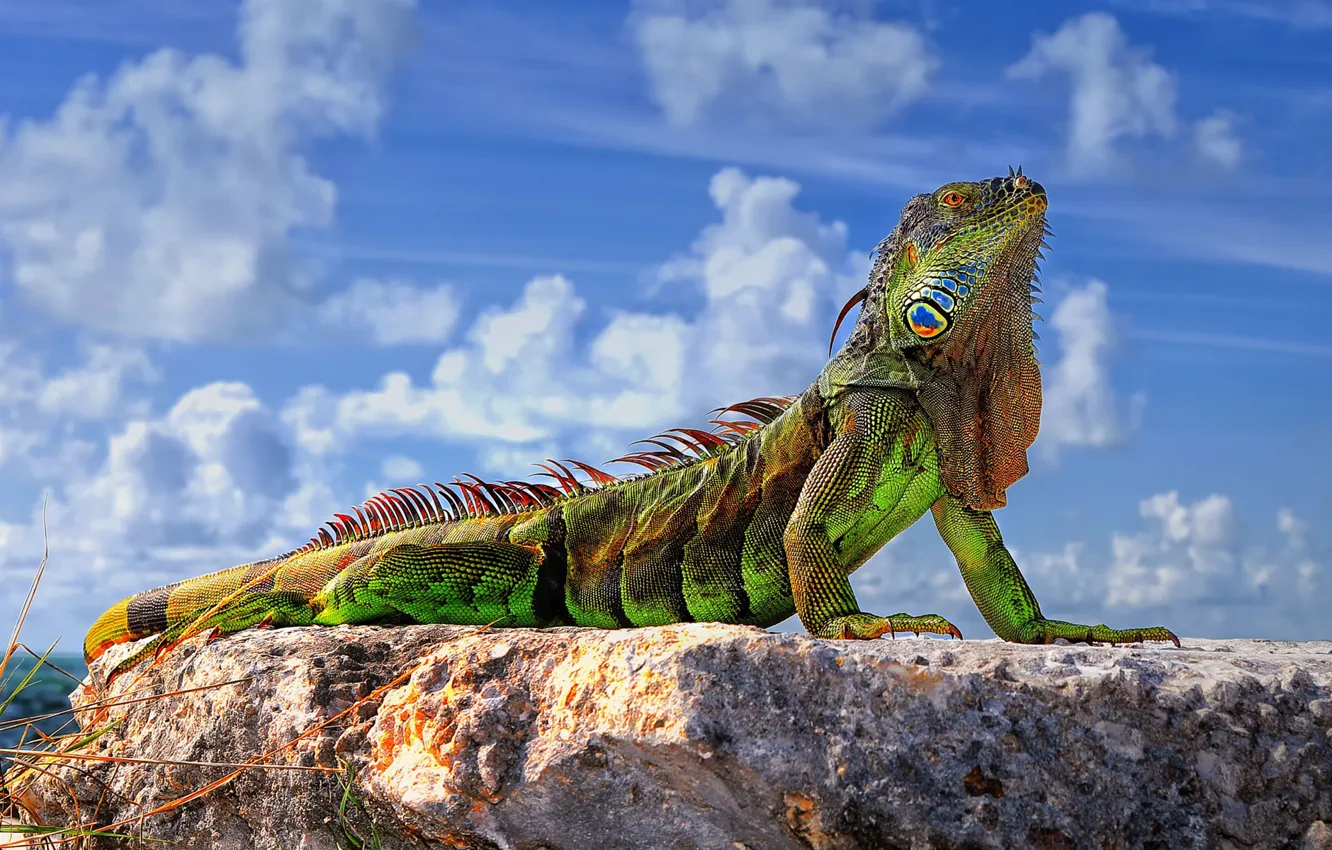 Photo wallpaper the sky, stones, lizard, Common iguana, green iguana