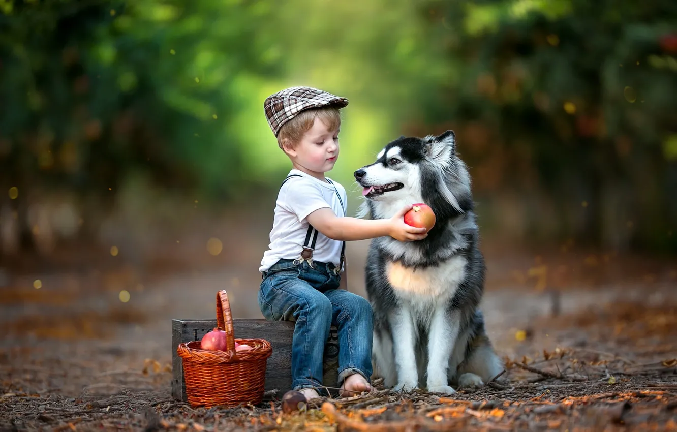 Photo wallpaper animal, basket, dog, boy, fruit, box, child, husky