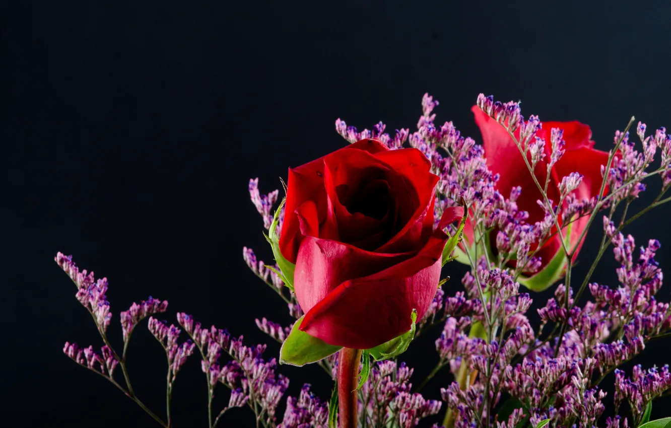 Photo wallpaper flowers, sprig, roses