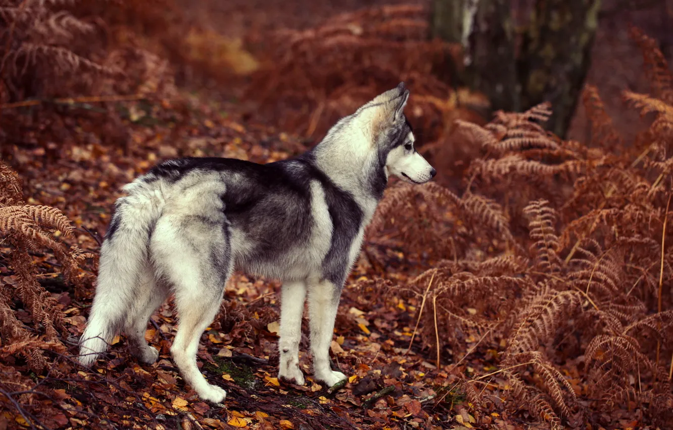 Photo wallpaper look, each, dog