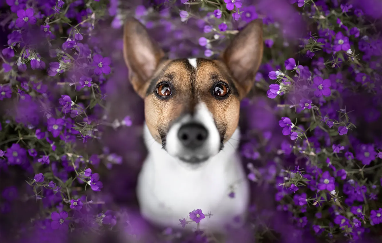 Photo wallpaper flowers, dog, face
