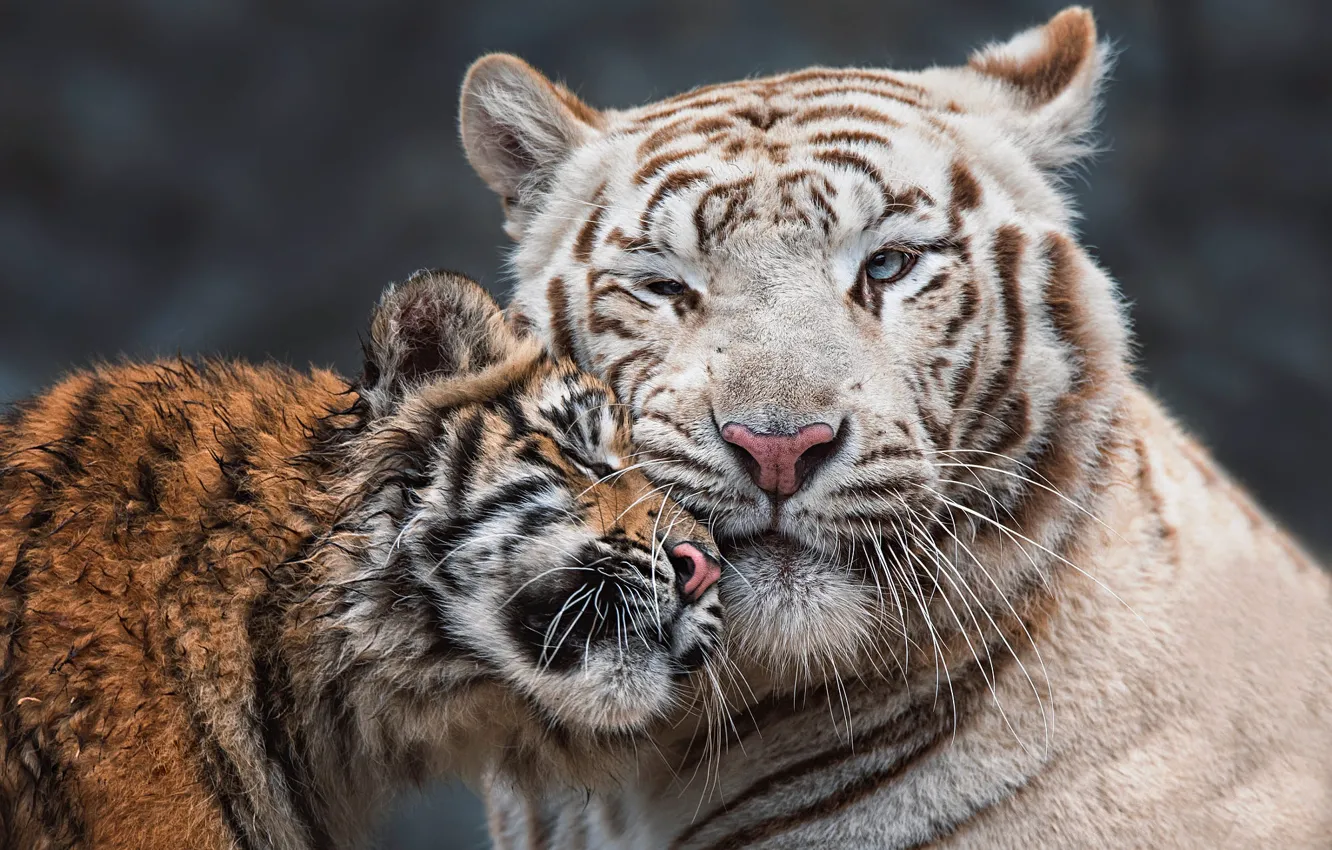 Photo wallpaper tiger, portrait, baby, pair, weasel, tigers, mom, tiger