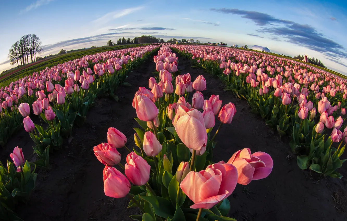 Photo wallpaper the sky, flowers, tulips, pink, buds, a lot, the ranks, paths