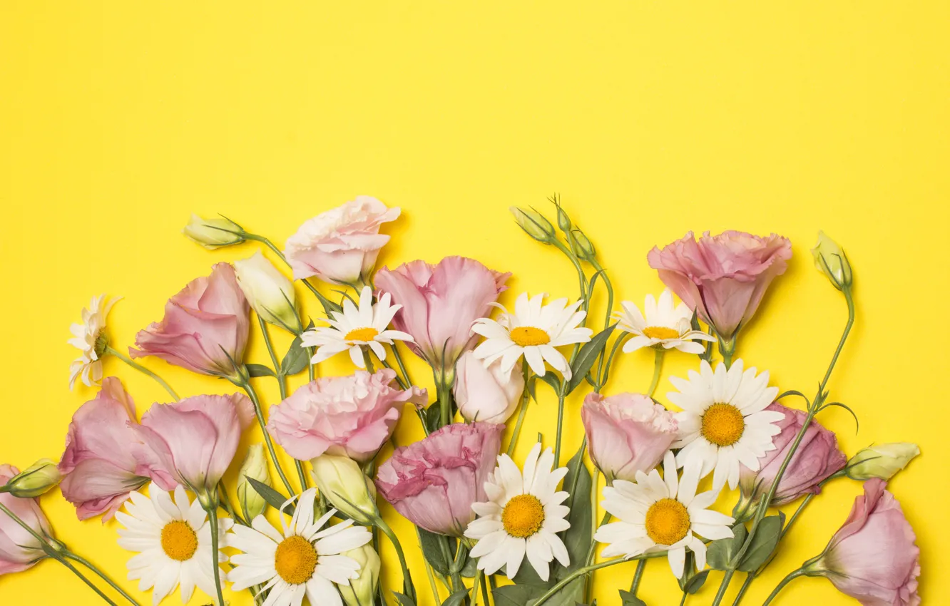 Photo wallpaper flowers, chamomile, pink, pink, flowers, eustoma, camomile, eustoma