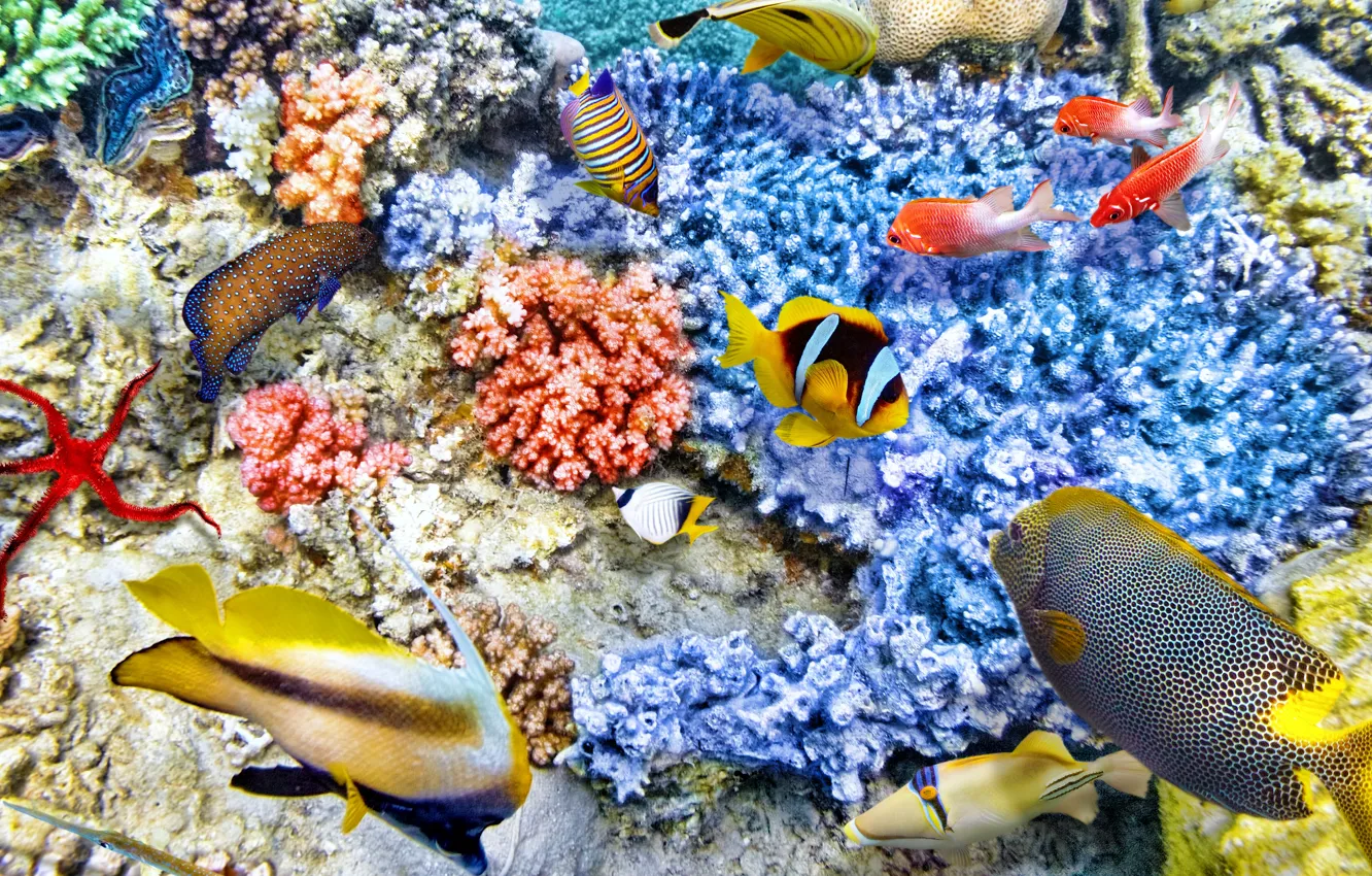 Photo wallpaper fish, the ocean, world, underwater world, underwater, ocean, fishes, tropical