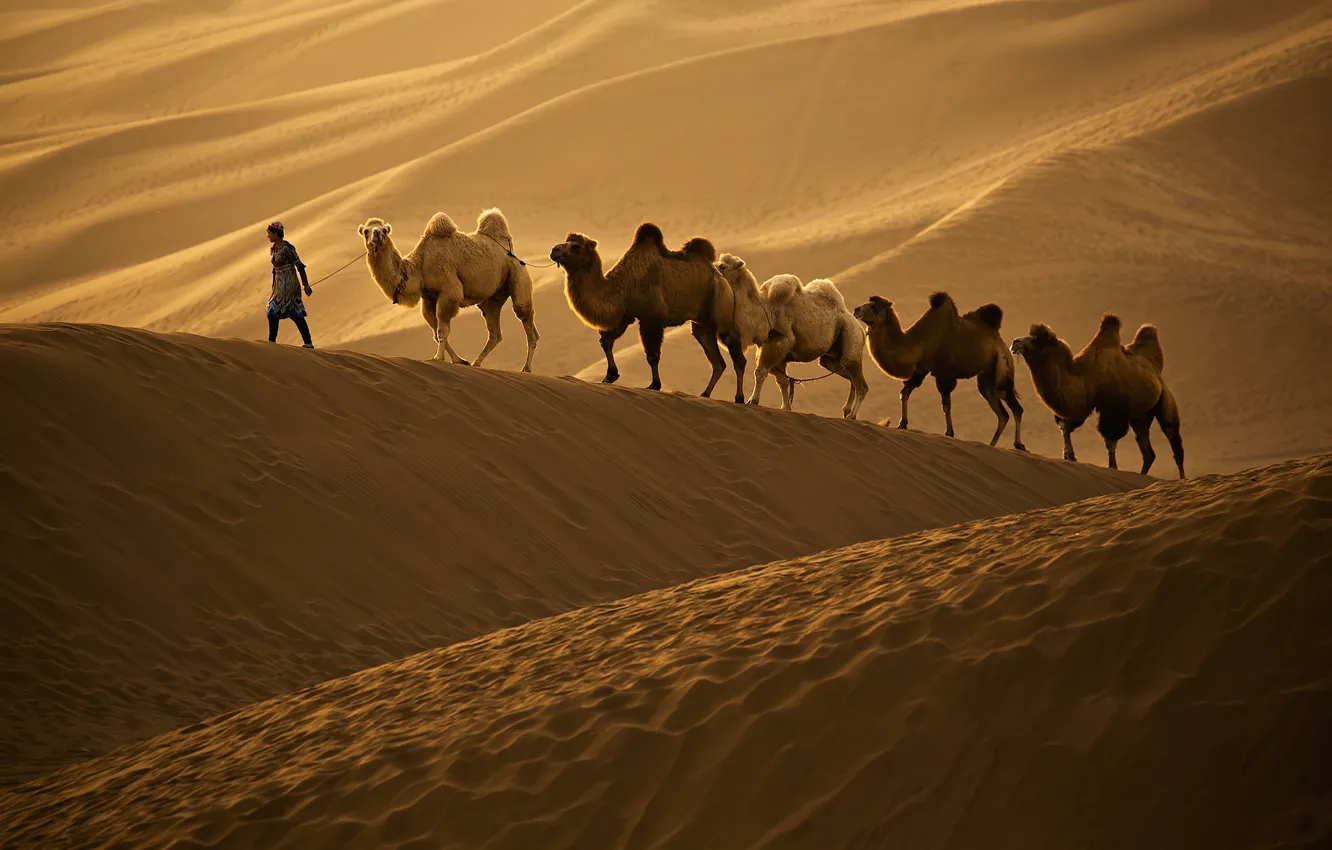 Photo wallpaper the dunes, camel, caravan