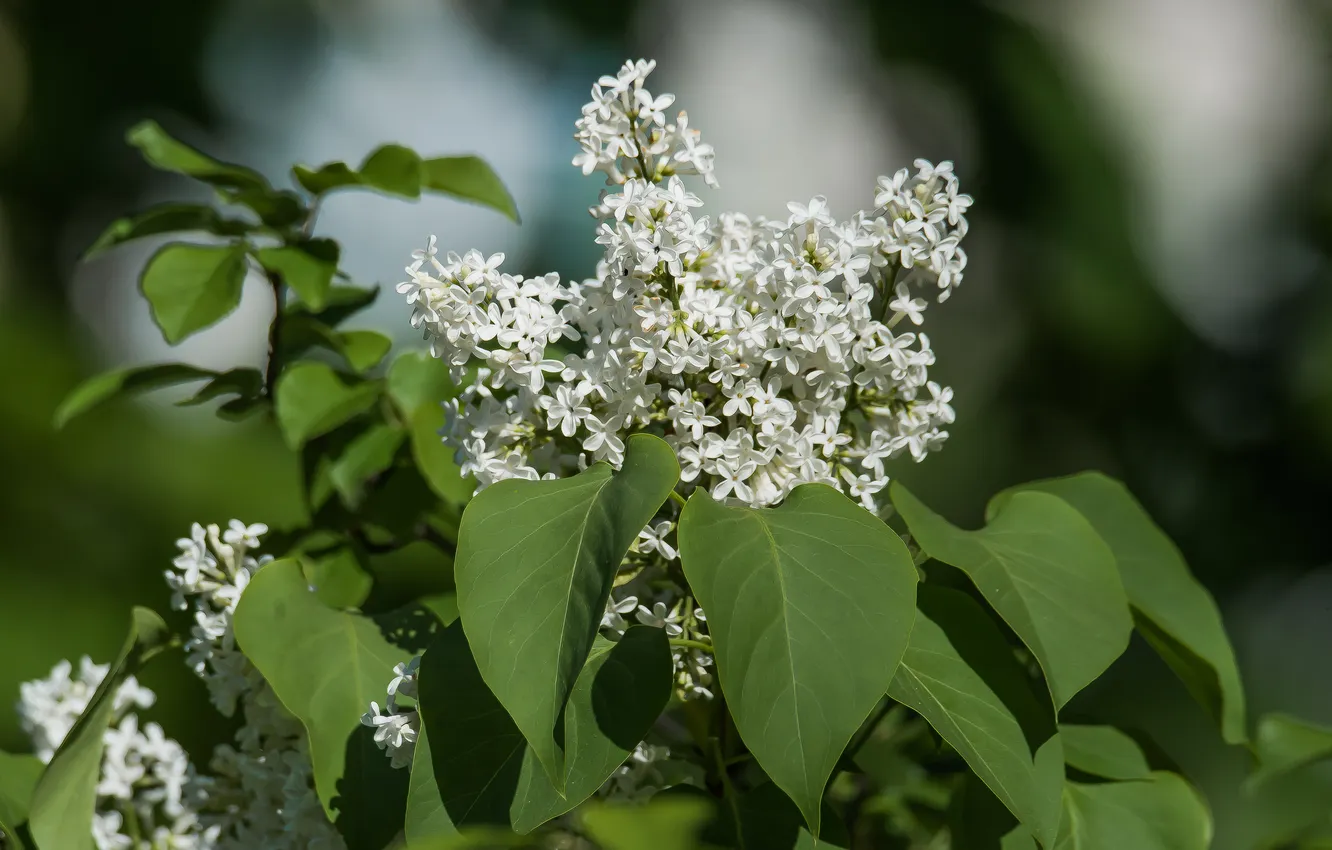 Photo wallpaper flowers, nature, spring, may, lilac