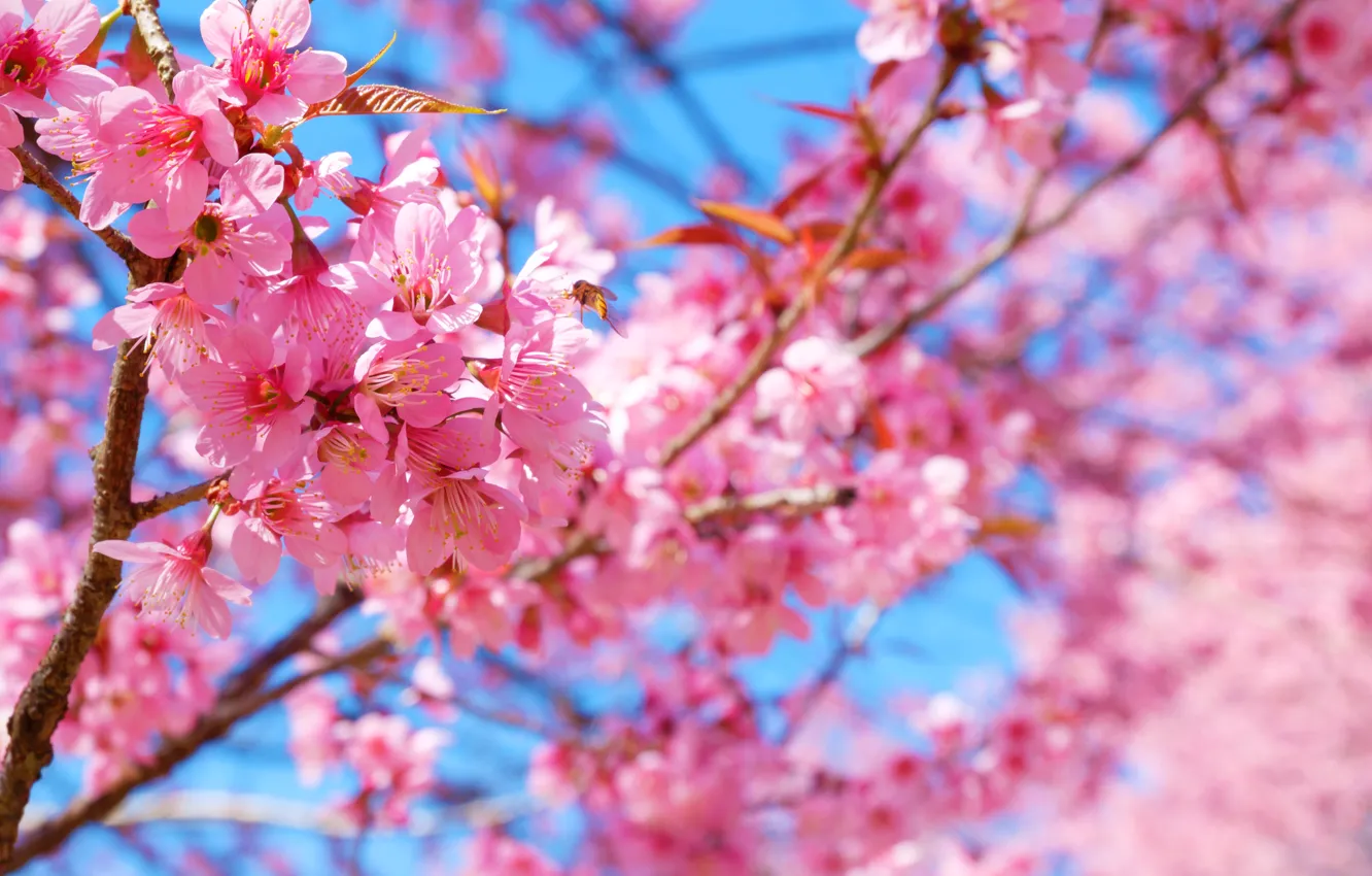 Photo wallpaper the sky, branches, spring, Sakura, flowering, pink, blossom, sakura