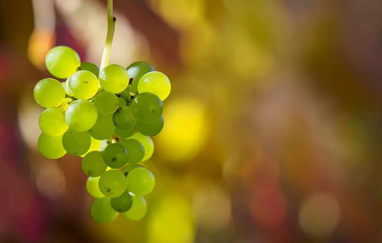 Wallpaper berries, harvest, grapes, bunch for mobile and desktop