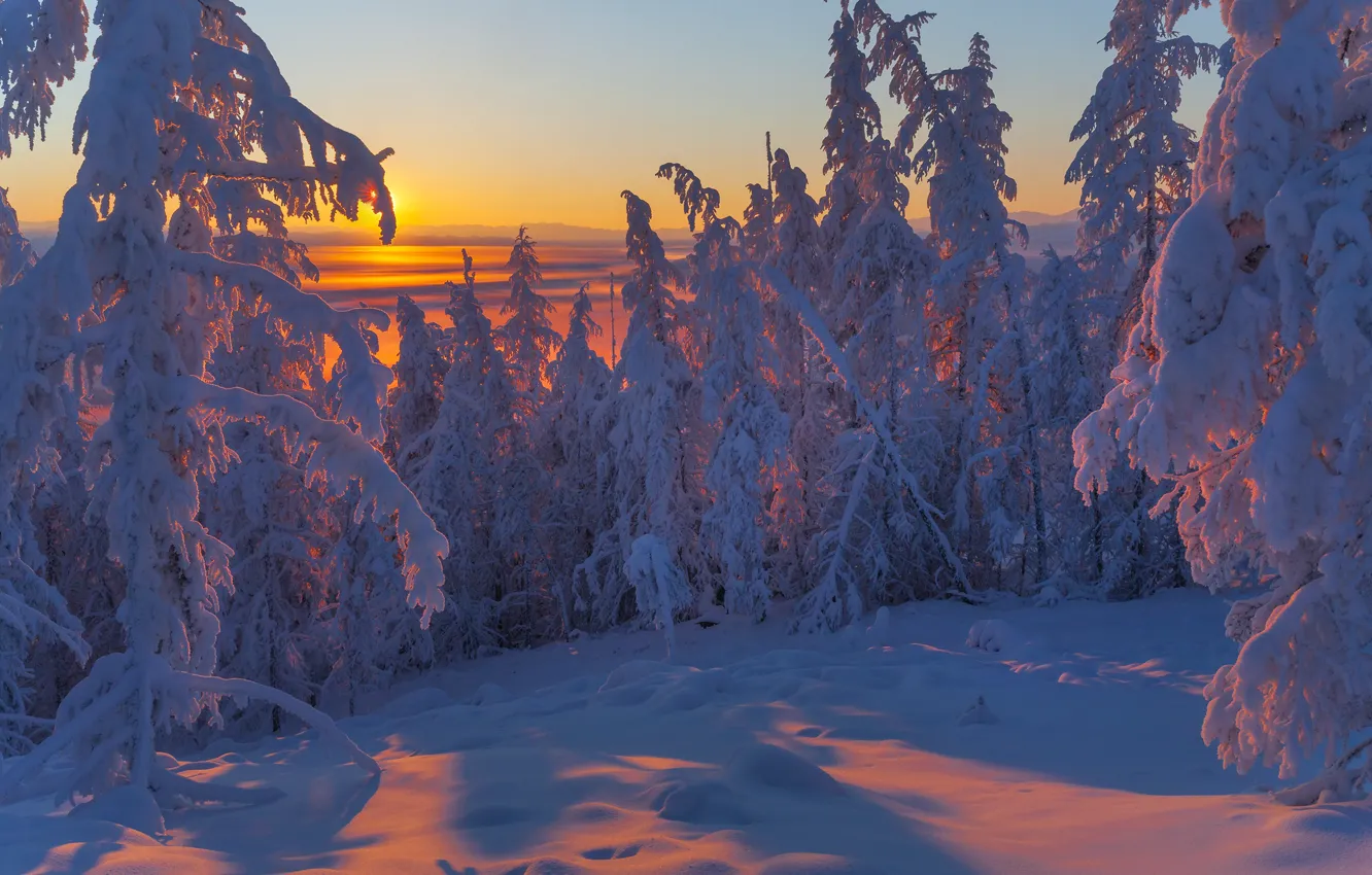 Photo wallpaper winter, snow, trees, landscape, sunset, nature, ate, shadows