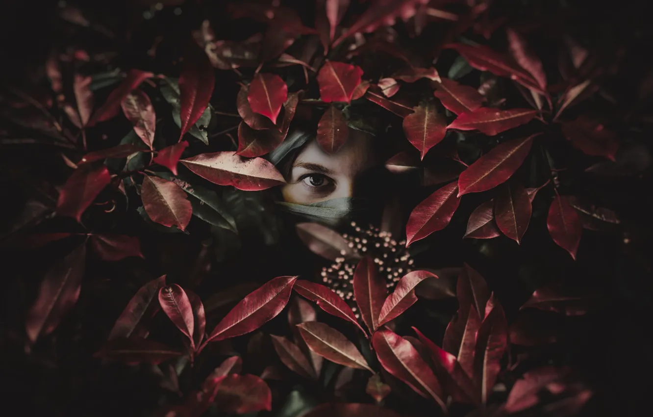 Photo wallpaper look, leaves, background