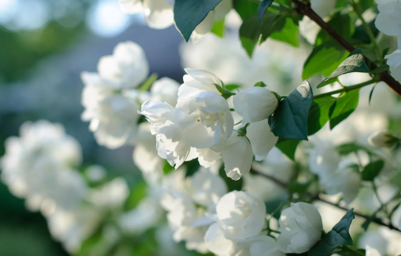 Photo wallpaper white, the bushes, Jasmine