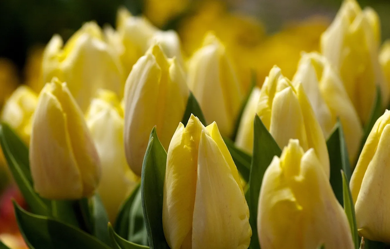 Photo wallpaper macro, flowers, yellow, tulips