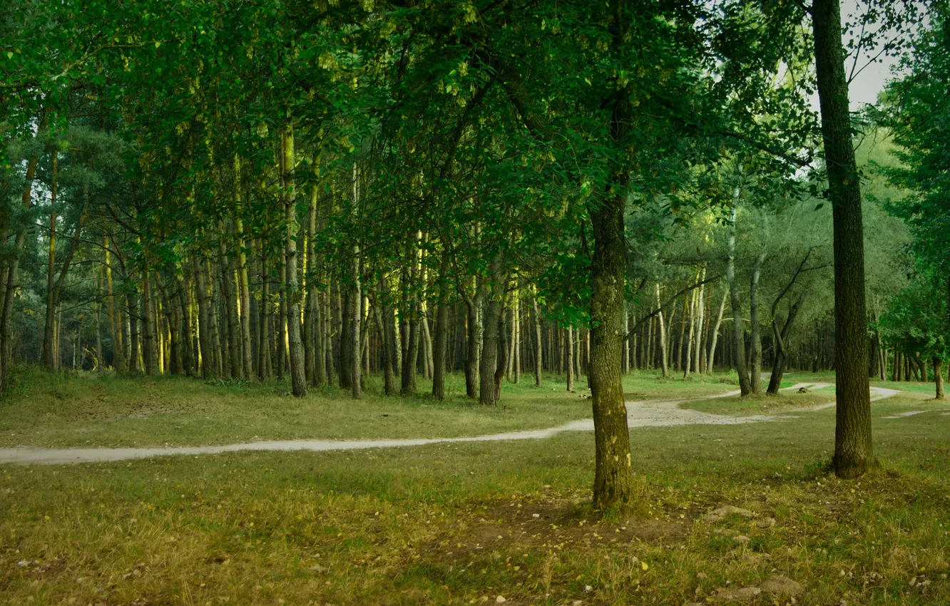 Photo wallpaper forest, summer, green, path
