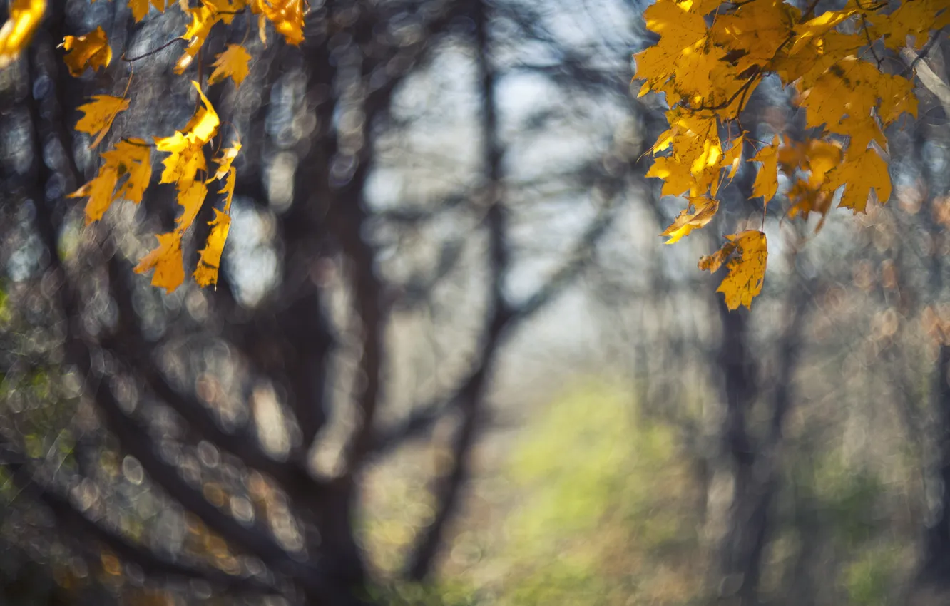 Photo wallpaper autumn, leaves, macro, trees, nature