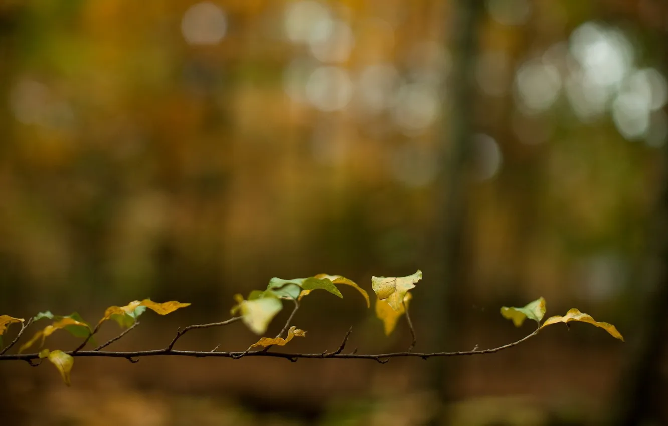 Photo wallpaper autumn, leaves, branches, yellow, blur