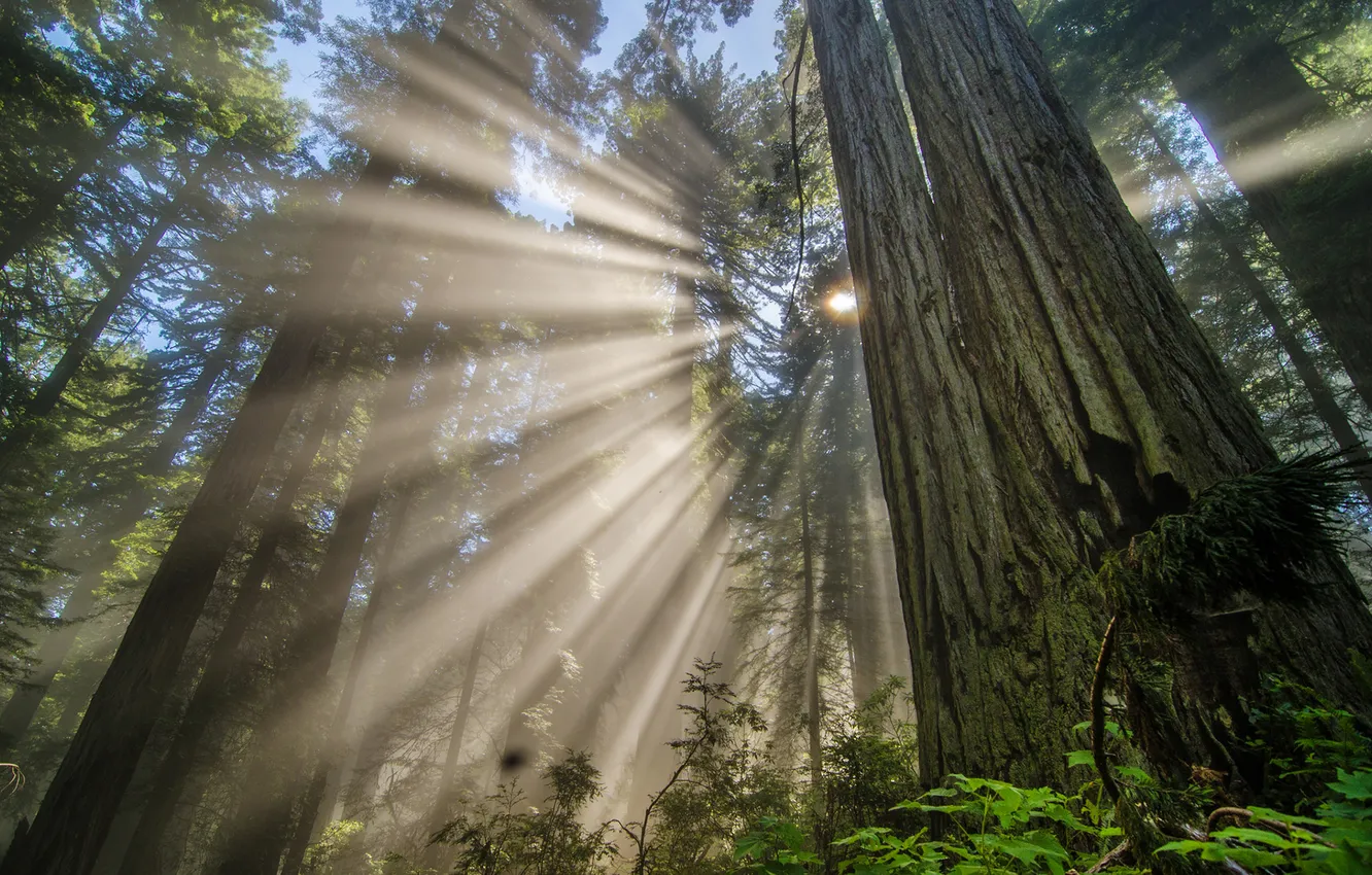Photo wallpaper light, forest, redwood