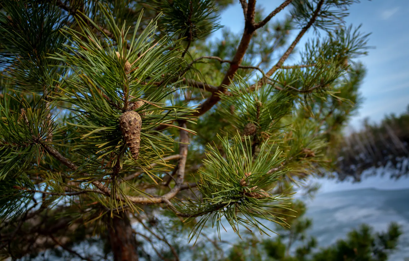 Photo wallpaper needles, branches, tree, spring, bumps, pine