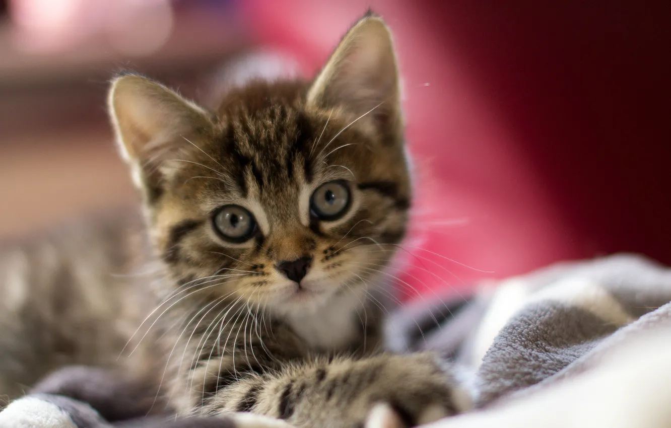 Photo wallpaper eyes, cat, macro, wool, ears, kitty, face