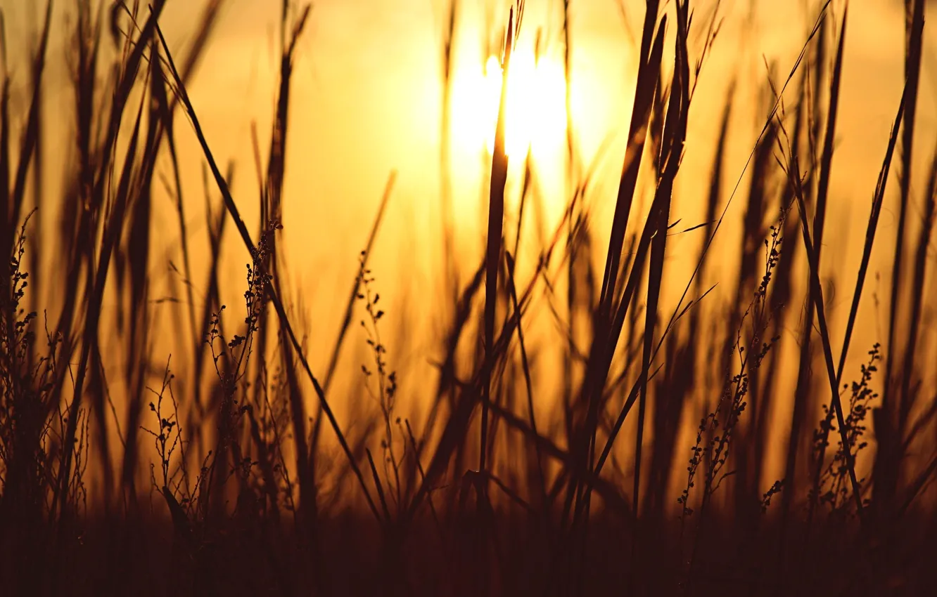 Photo wallpaper grass, the sun, macro, background, Wallpaper, plant, the evening, silhouette