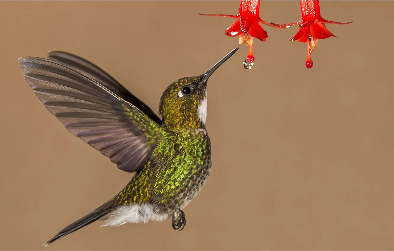 Photo wallpaper nature, bird, Hummingbird, wallpaper, animals, nature, bird, colubris
