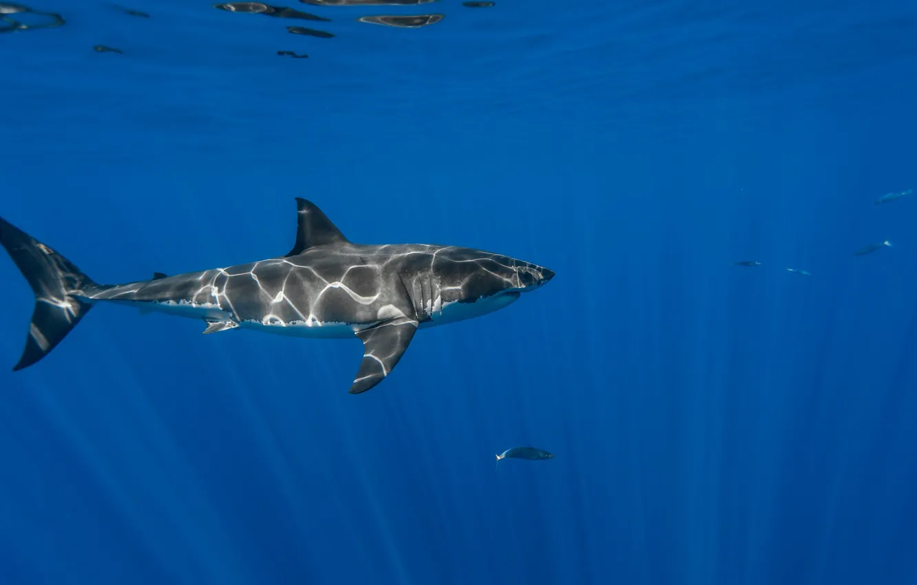 Photo wallpaper water, the ocean, shark