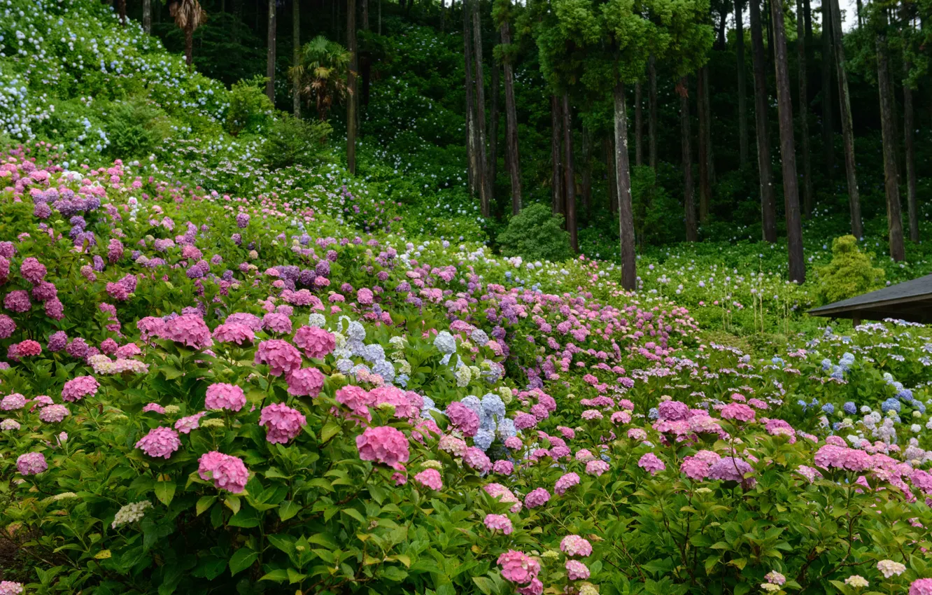 Photo wallpaper Park, the bushes, hydrangea