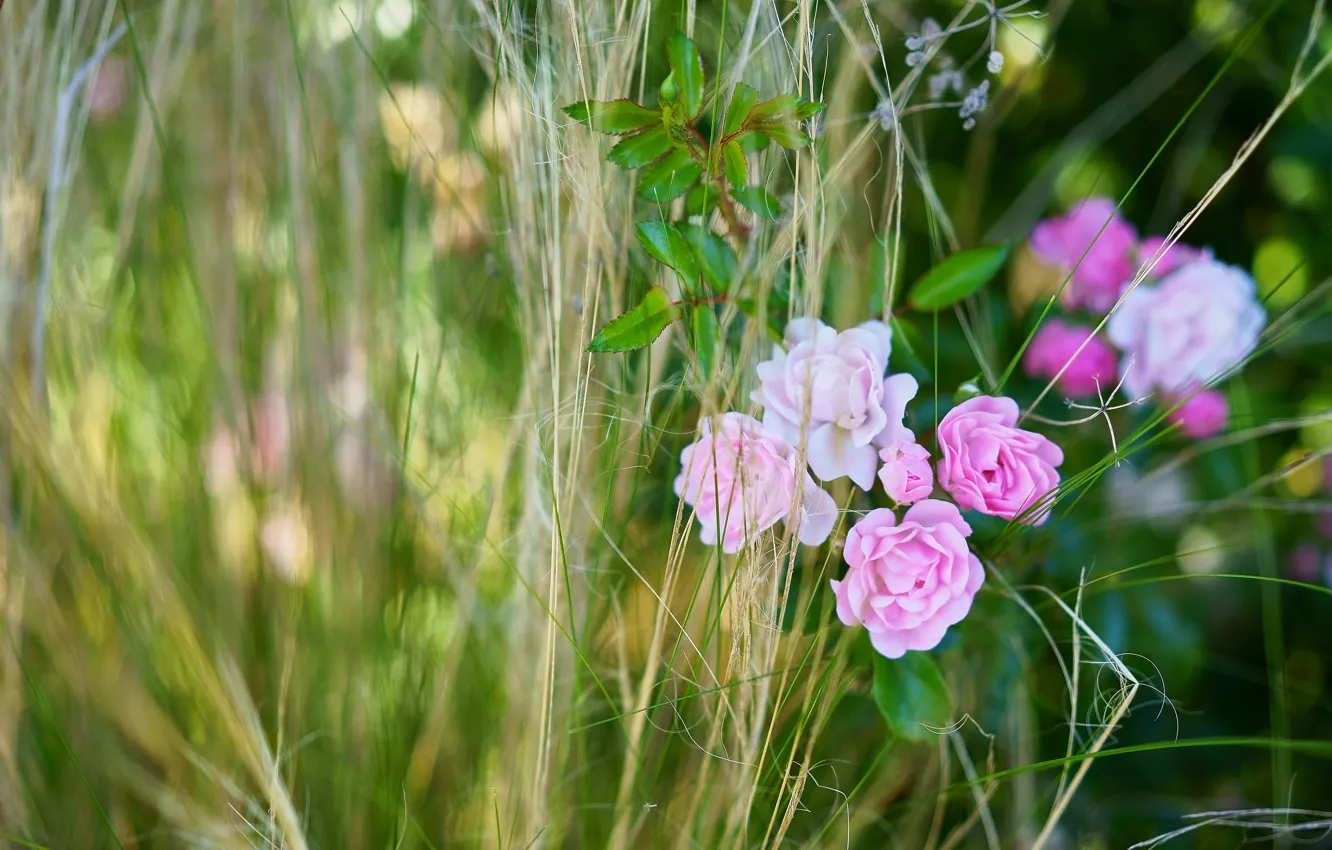 Photo wallpaper summer, grass, flowers, roses, pink