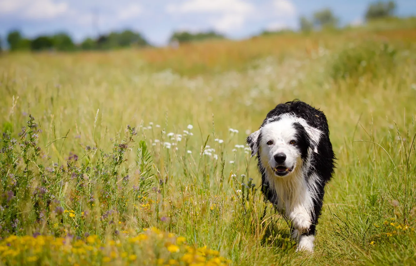 Photo wallpaper summer, look, each, dog