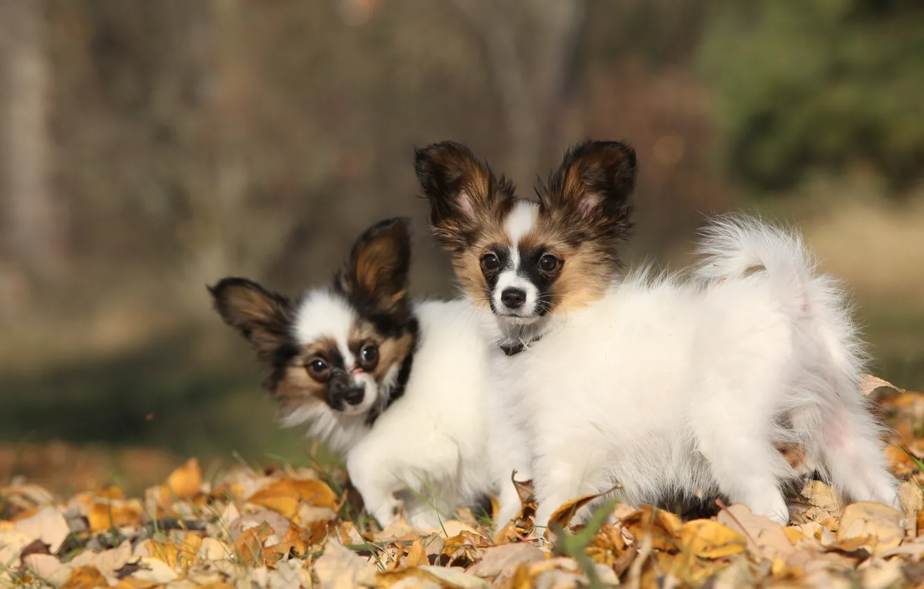 Photo wallpaper autumn, dogs, leaves