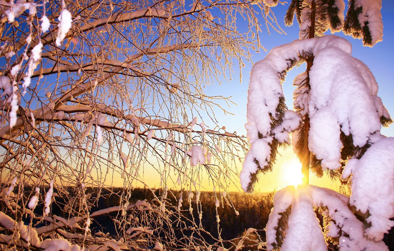 Photo wallpaper frost, forest, the sun, snow