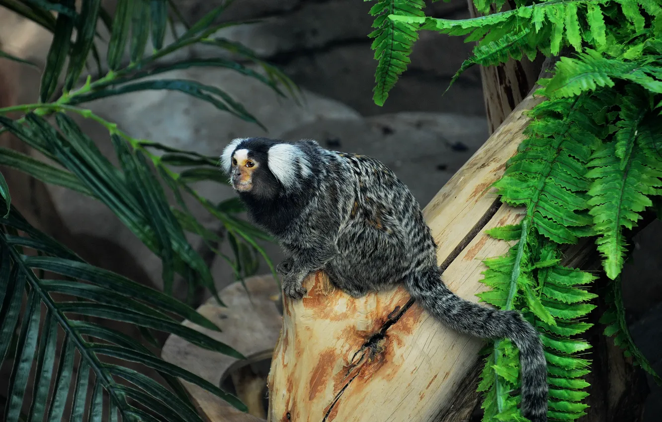 Photo wallpaper monkey, tree, look, little