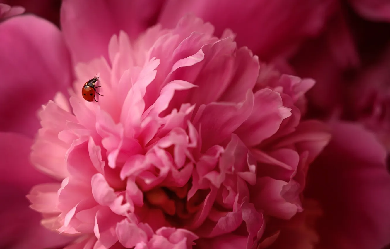 Photo wallpaper PETALS, FLOWER, SPRING, INSECT, PINK, BUD, LADYBUG