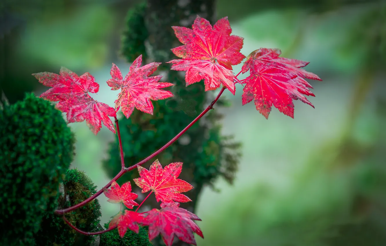 Photo wallpaper leaves, branches, red, background, autumn